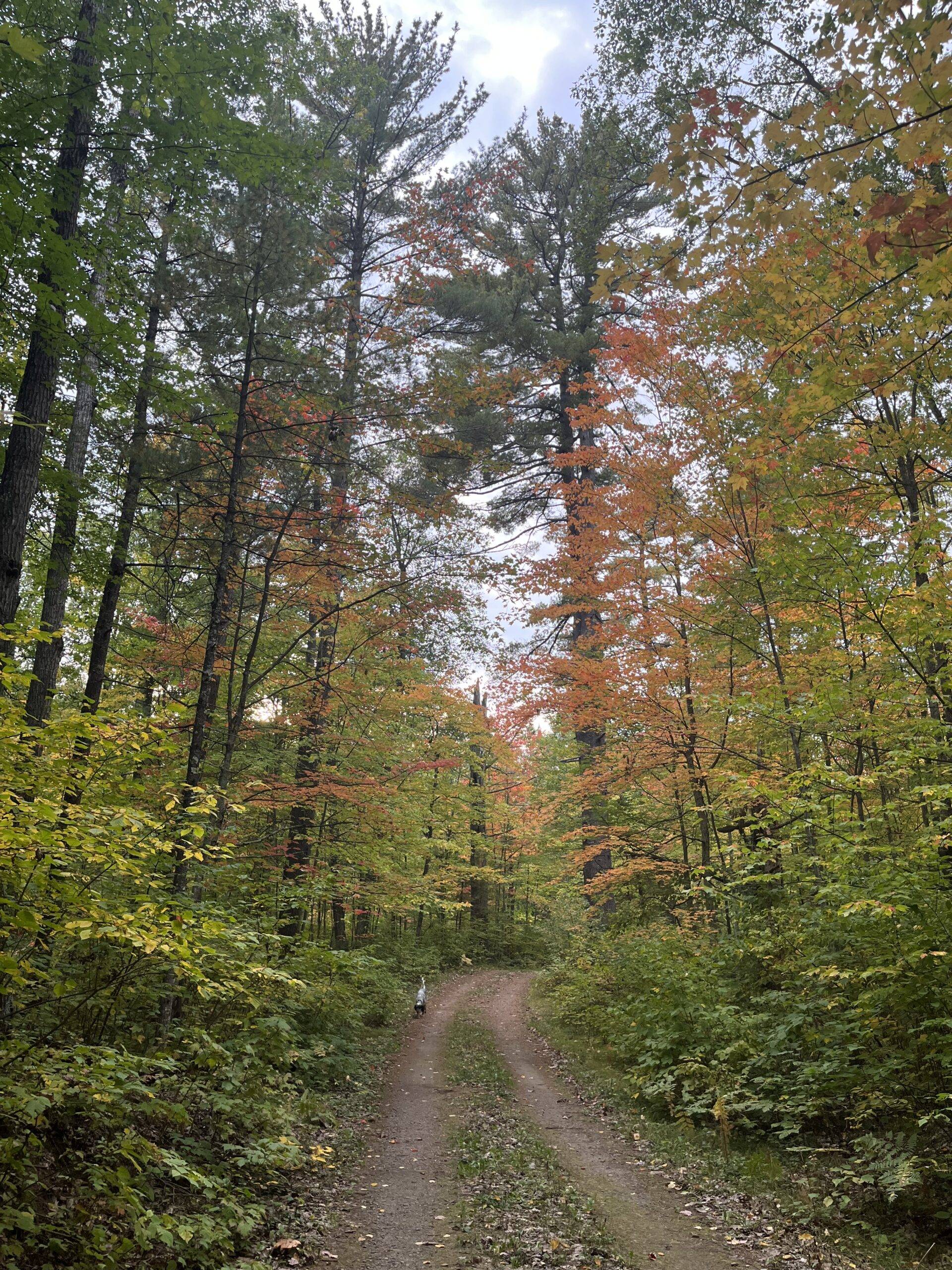 Lake Cabin Driveway